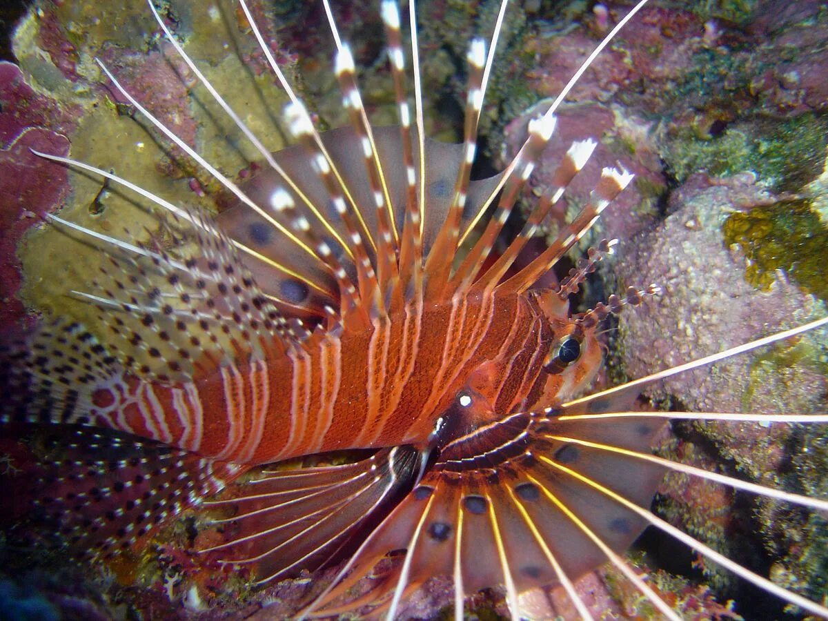 Pterois antennata. Рыба крылатка Pterois antennata. Лучистая крылатка. Крылатка пятнистоплавничная, m /Pterois antennata. Крылатка купить