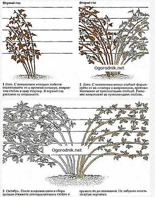 Нужно ли обрезать ремонтантную. Ежевика Торнфри обрезка осенью. Формирование куста ежевики садовой. Ежевика Торнфри формирование куста схема. Обрезка Торнфри ежевика весной.