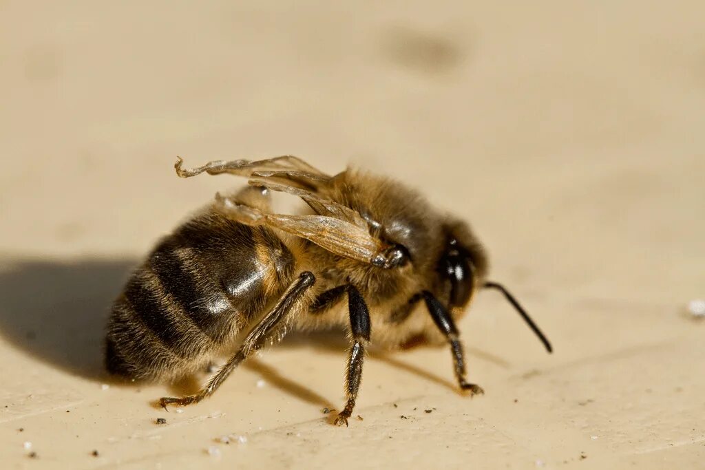 Как еще называют болезнь пчел. Болезни пчел акарапидоз. Акарапидоз пчел симптомы. Акаропидоз раскрылица. Варроатоз болезнь пчел.