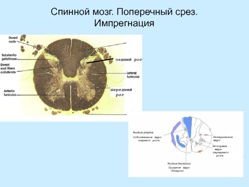 Поперечный срез спинного мозга ядра. Поперечный срез спинного мозга гистология рисунок. Поперечный срез спинного мозга гистология. Основные структуры поперечного среза спинного мозга.