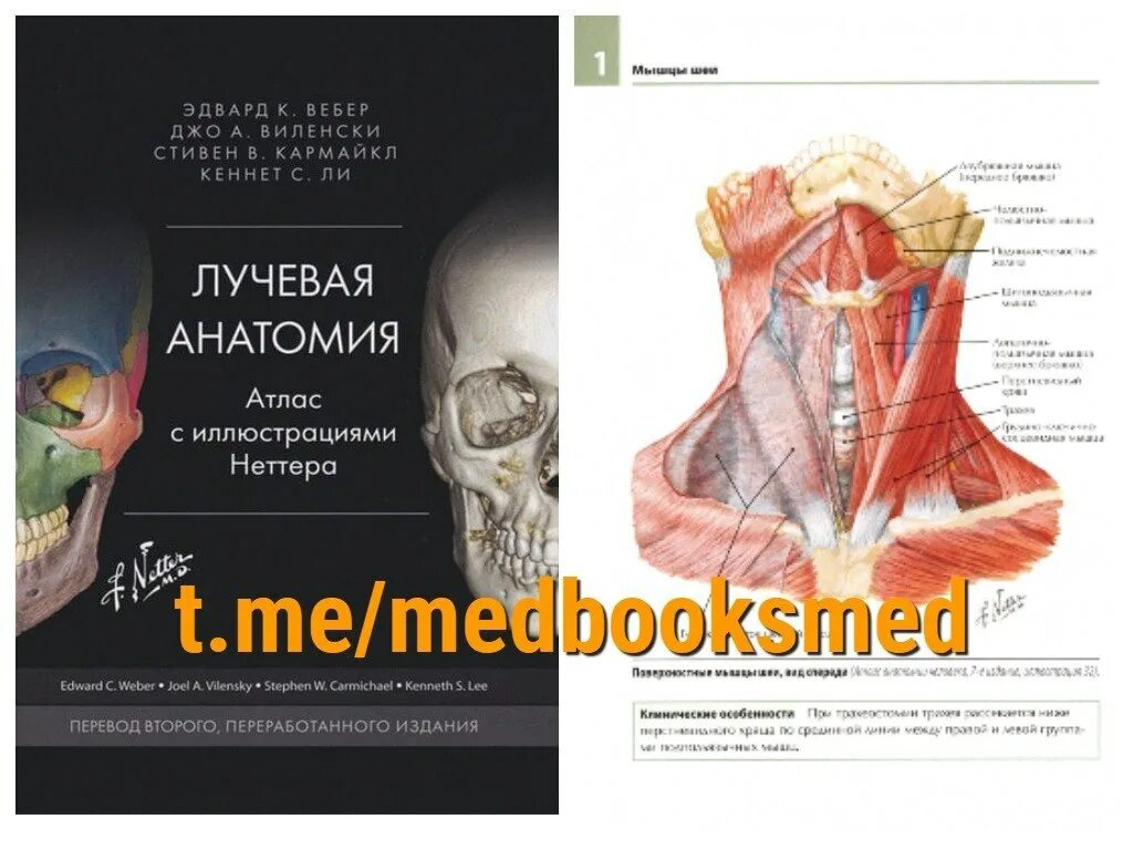 Атлас анатомии Фрэнк Неттер 6 издание. Анатомия Фрэнка Неттера. Неттер атлас неврологии. Иллюстрации Фрэнка Неттера. Атлас раскраска неттера