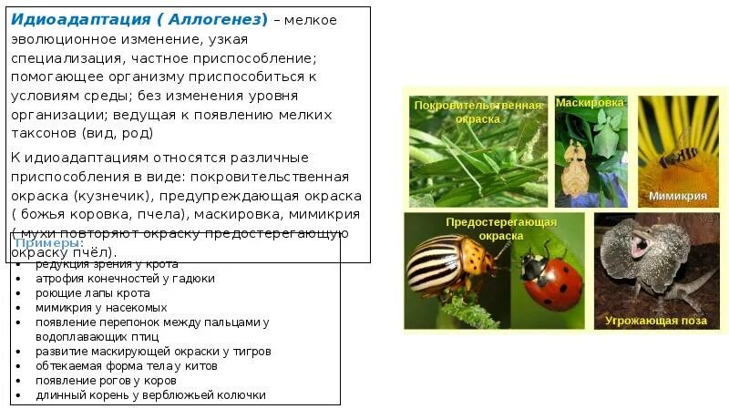 Черты приспособленности божьей коровки. Идиоадаптации насекомых. Аллогенез и идиоадаптация. Идиоадаптация примеры у животных. Идиоадаптация у растений и животных таблица.