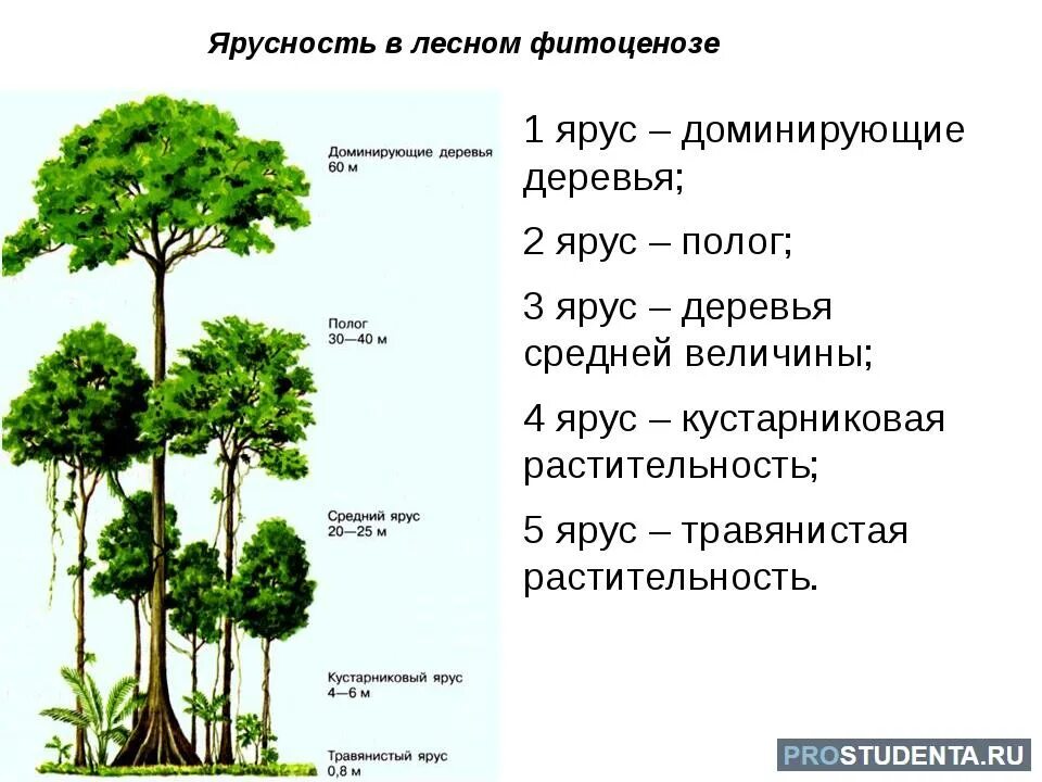 Биология 7 класс параграф структура растительного сообщества. Ярусность лесного фитоценоза. Ярусность в широколиственном лесу. Пространственная структура экосистемы ярусность. Ярусность Лесной экосистемы.