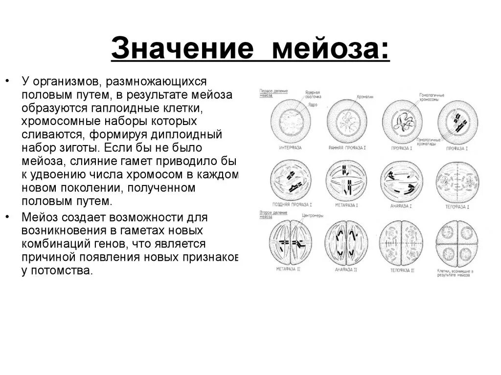 Биологическая сущность мейоза состоит в