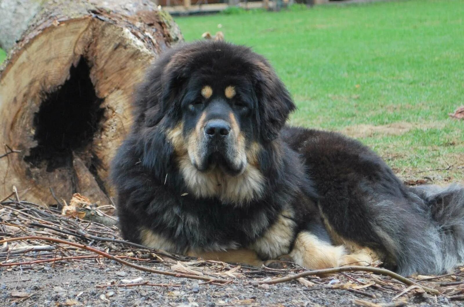 Купить крупную собаку. Собака тибетский мастиф. Порода тибетский мастиф. Собаки породы тибетский мастиф. Тибетский мастиф черный.
