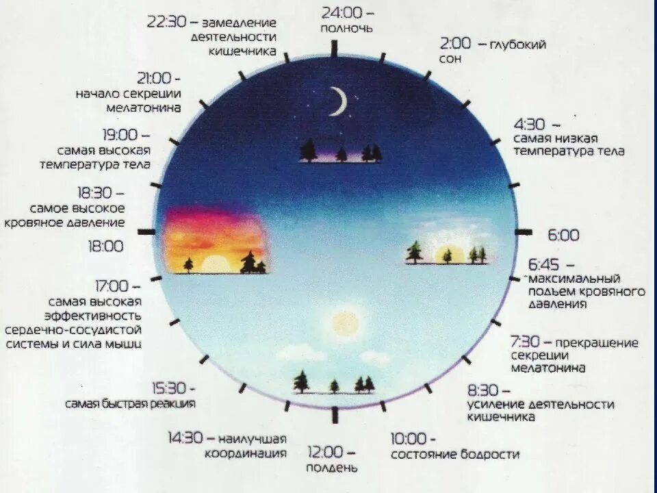 Биологически 5 часы. Циркадные биоритмы человека. Биологические часы человека циркадные ритмы. Циркадные циклы сна. Циркадные ритмы человека по часам.