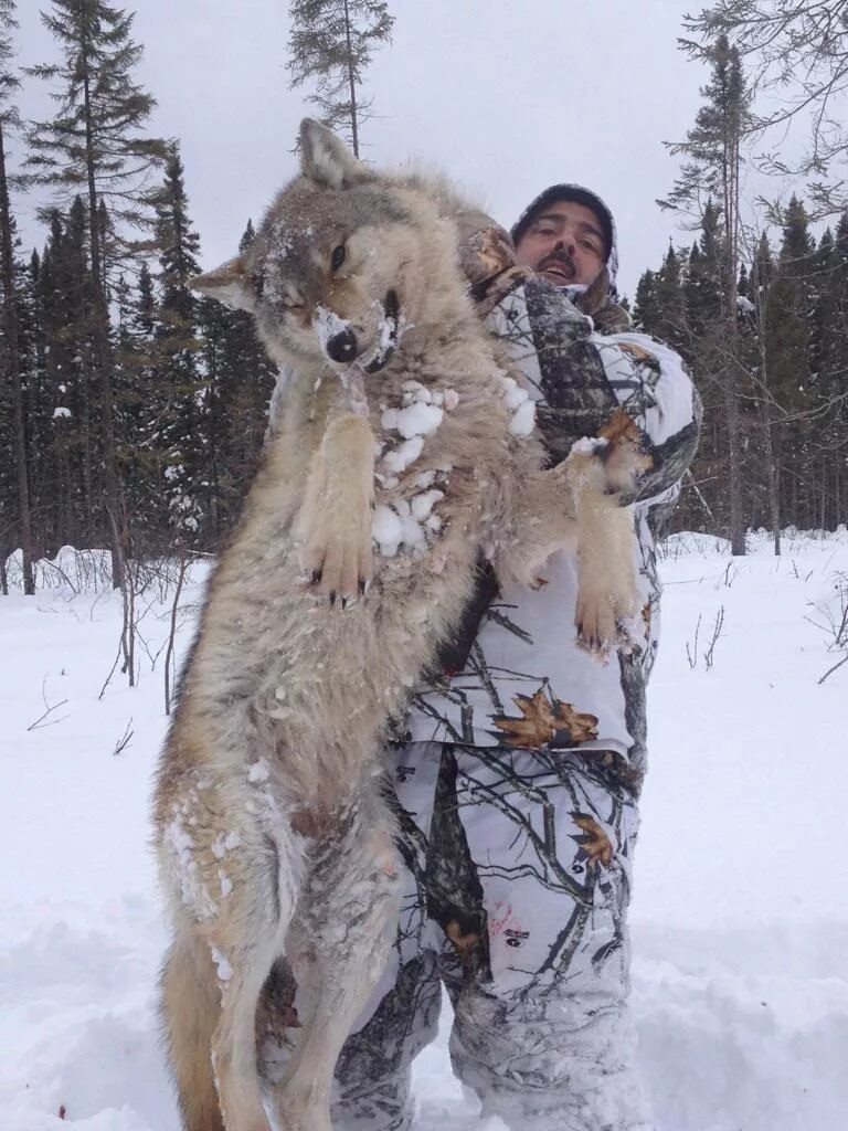 Самой большой волк в мире. Волки Аляски.