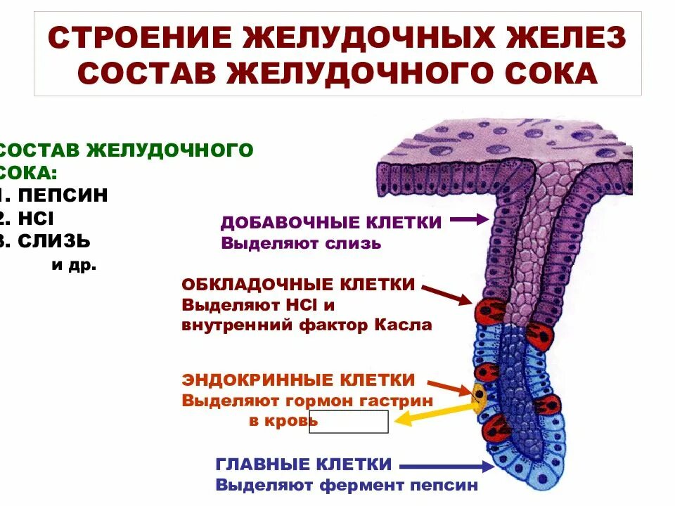 Эндокринные клетки собственной железы желудка. Клетки собственных желез желудка и их функции. Типы клеток собственных желез желудка. Главные клетки желудочных желез выделяют. Какие железы вырабатывают слизь