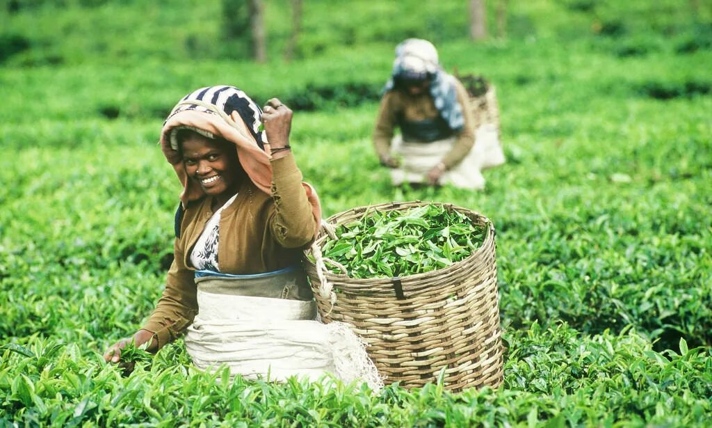 Хозяйство шри ланки. Чайные плантации Шри Ланки. Сбор чая. Шри Ланка сбор чая. Чайные плантации на Шри Ланке.