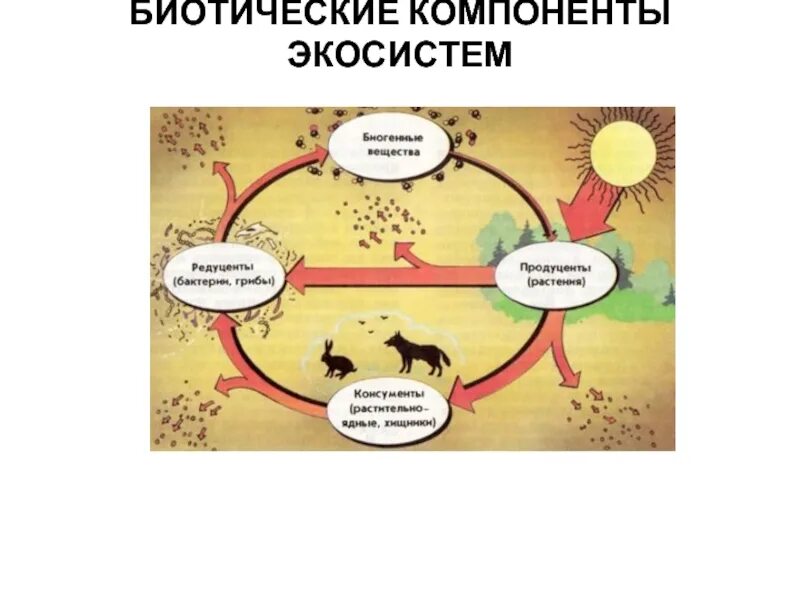 Компоненты биотической структуры экосистемы. Биотические компоненты экосистемы. Компоненты экосистемы рисунок. Биотические факторы схема. В чем опасность нарушения связей в экосистеме