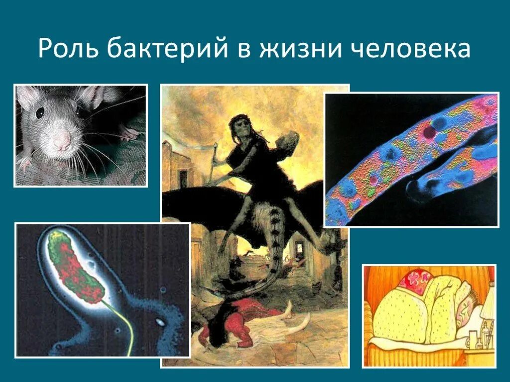 Роль бактерий кратко. Роль микробов в жизни человека. Роль бактерий для человека. Сообщение по биологии 5 класс на тему роль бактерий в жизни человека. Роль микроорганизмов в жизни человека кратко.