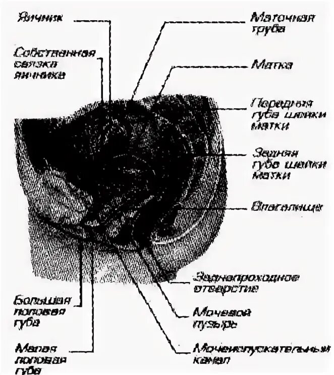 К мужским половым органам относятся