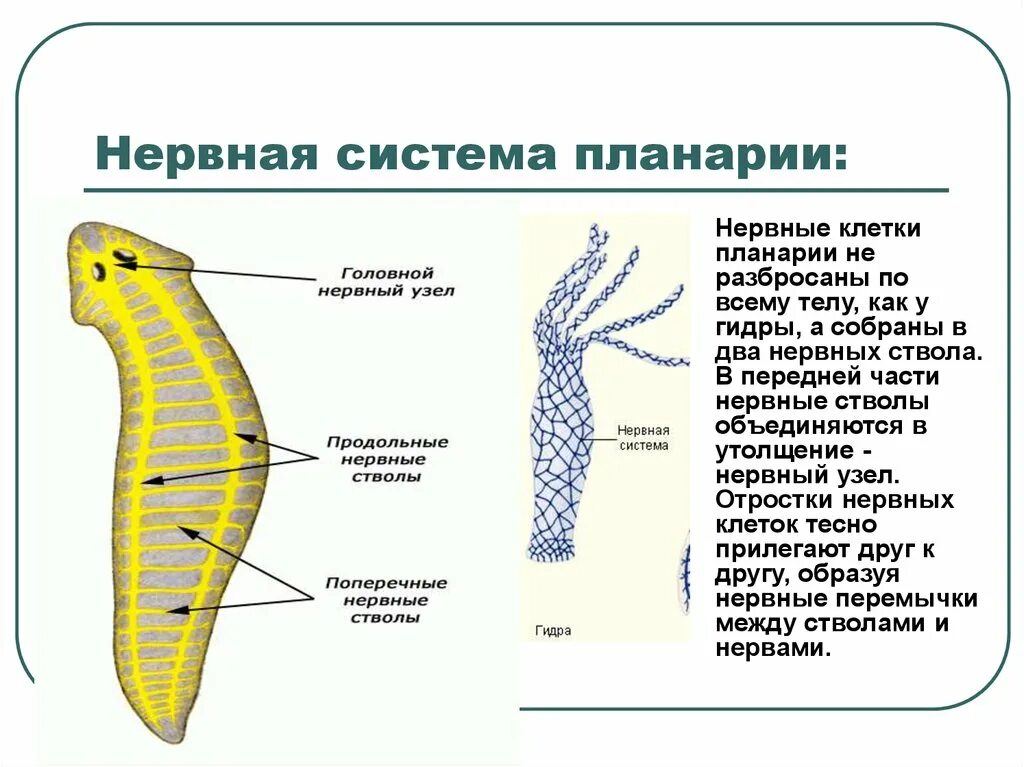 Схема нервной системы плоских червей. Нервная система плоских червей. Нервная система гидры и планарии. Схема нервной системы планарии.