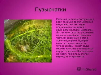 Пузырчатка описание растения