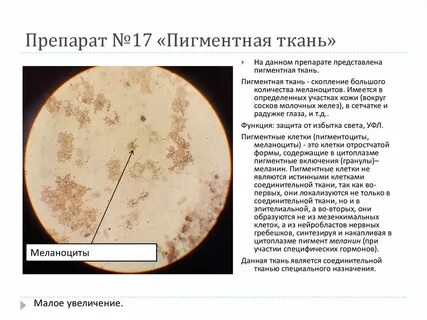 Пигментная ткань локализация в организме