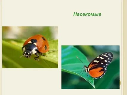 Насекомые млекопитающие