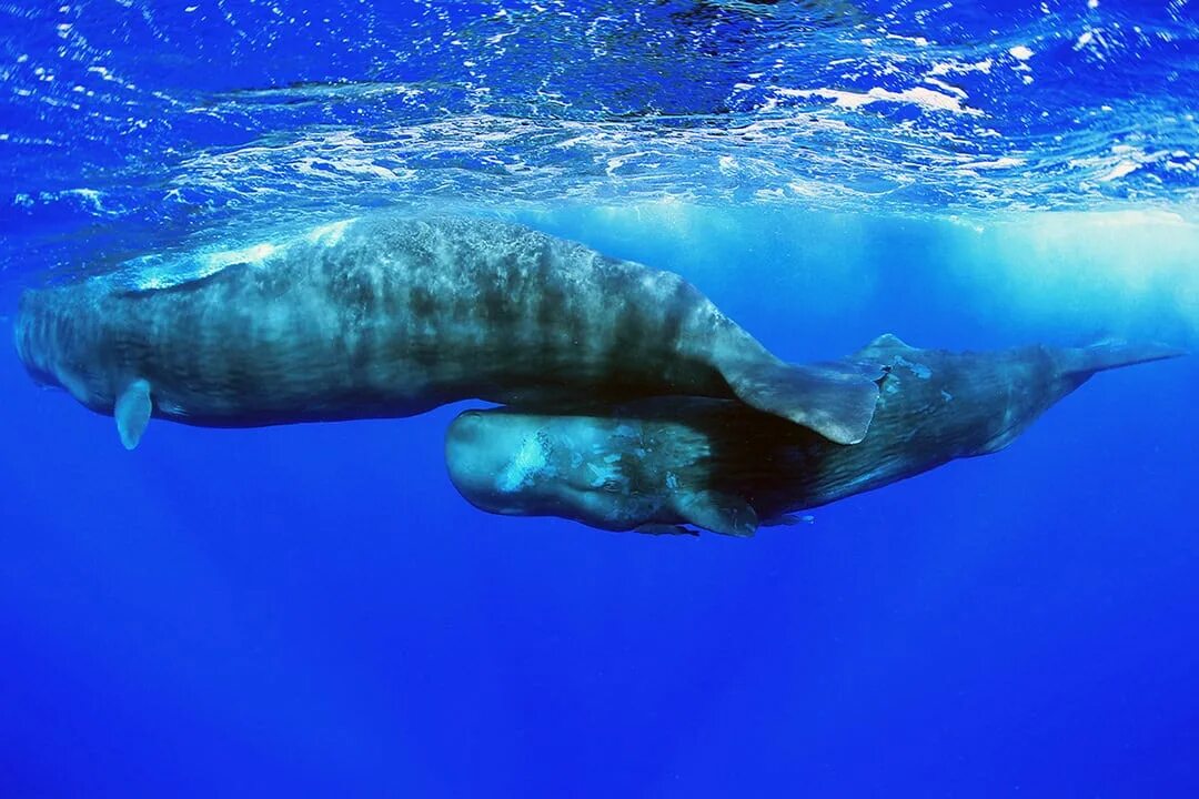 кашалот на какой глубине