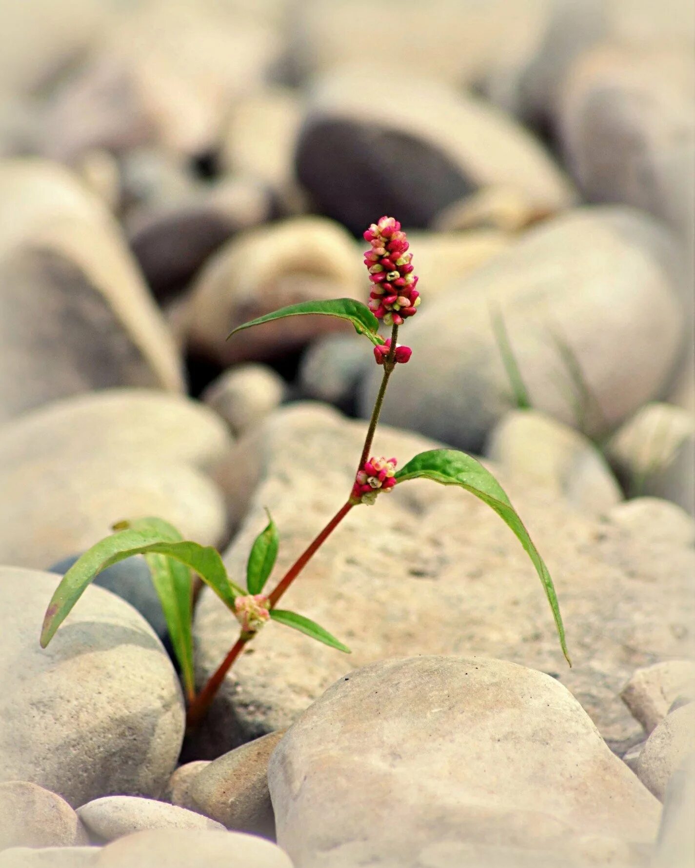 Скалы с деревьями. Росток сквозь асфальт. Цветок через асфальт. Растущий посреди. Растения пустыни.