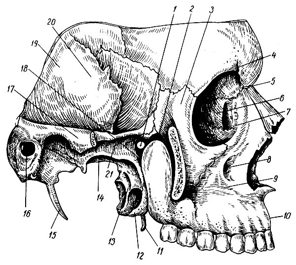 Височная и подвисочная ямка анатомия. Височная подвисочная и крыловидно небная. Височная подвисочная и крыловидно-небная ямки. Височная подвисочная и крыловидно небная. Подвисочная ямка (fossa infratemporalis).