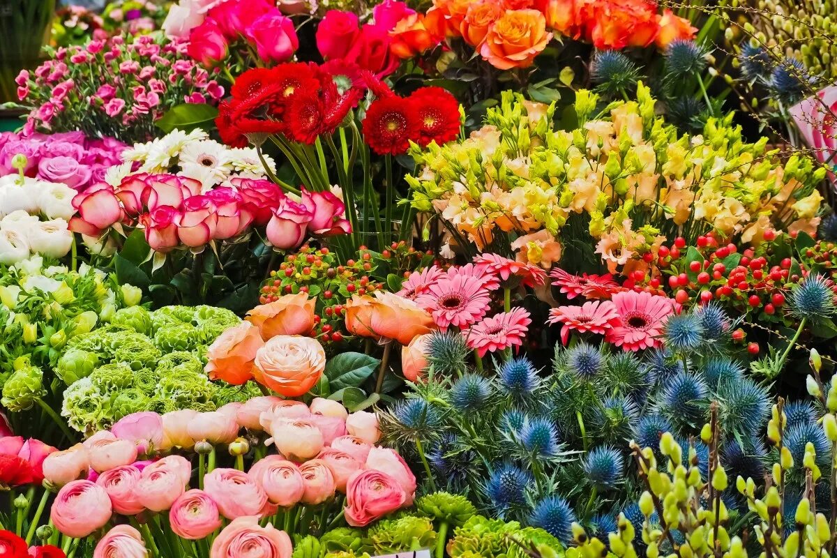 Закупки растений. Ассортимент цветов в цветочном магазине. Цветы зарубежные. Свежесрезанные цветы к празднику. Тонны цветов.