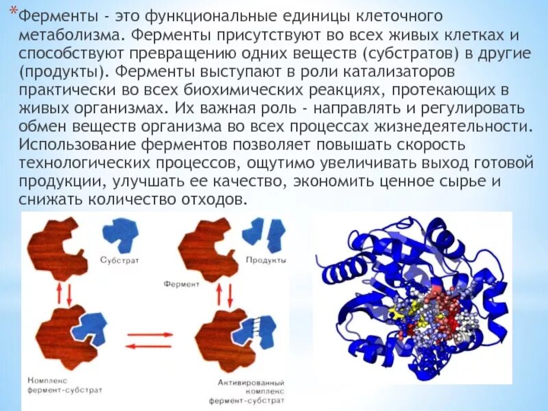 Ферменты формируются