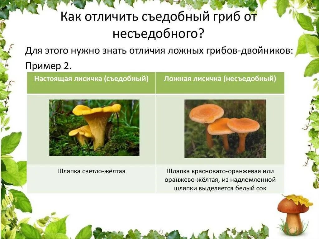 Как отличить съедобные от несъедобных. Как различить ядовитые и съедобные грибы. ядовитые грибы и съедобные отличия.