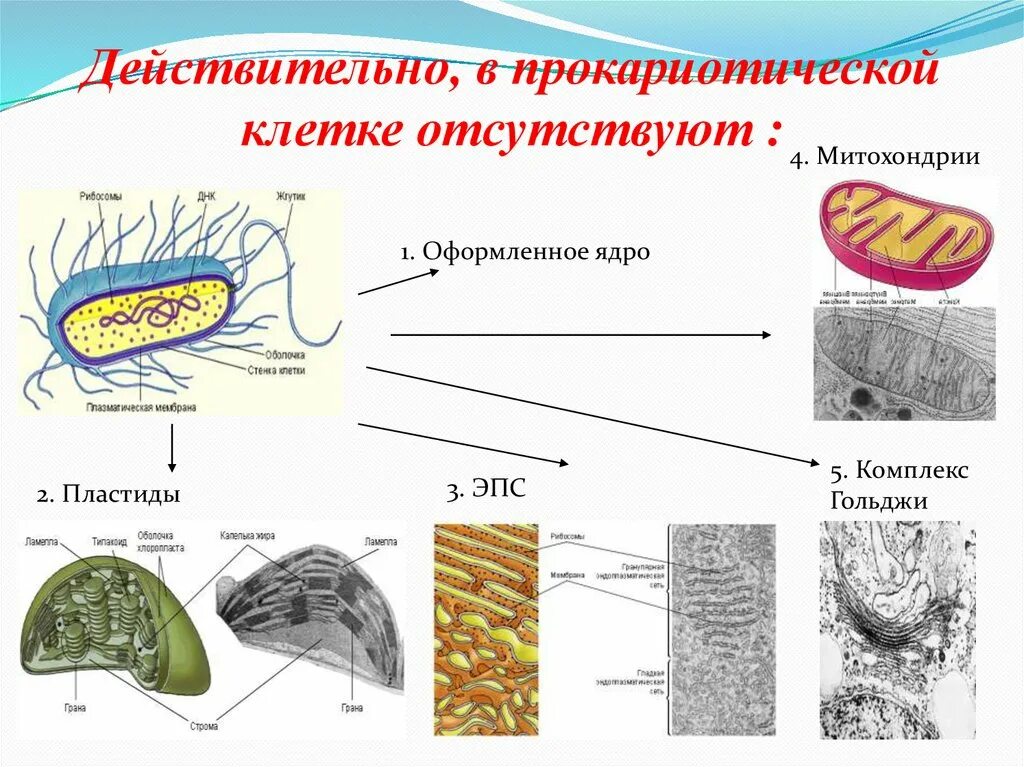 Хлоропласты эукариотической клетки. Пластиды у прокариотических клеток. Комплекс Гольджи у эукариот. В прокариотической клетке есть рибосомы. Митохондрии отсутствуют в клетках.