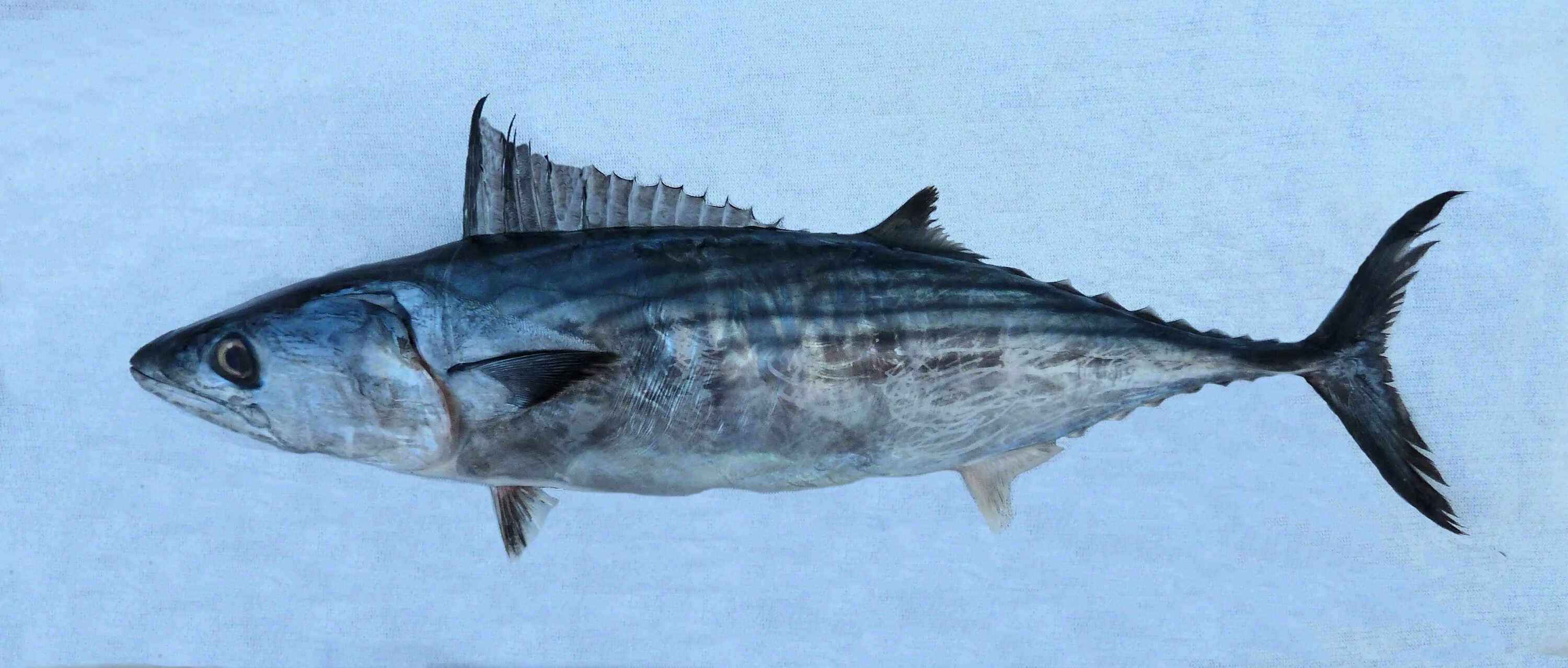 Пиламида. Пеламида и тунец. Бриллиантовый каранкс. Черноморский тунец пеламида. Черноморский тунец пеламида.