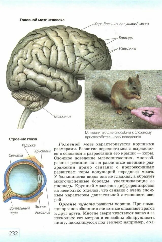 Борозды и извилины головного мозга у млекопитающих. Развитие полушарий переднего мозга у млекопитающих.