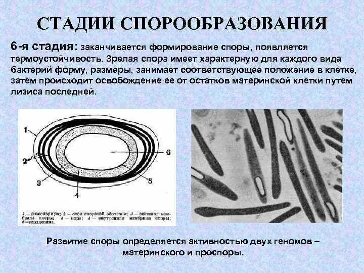 Споры и эндоспоры бактерий. Схема образования спор у бактерий. Механизм спорообразования у бактерий. Формы эндоспоры бактерии. Форма спор бактерий