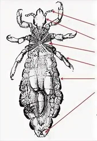 Pediculus humanus capitis строение. Строение самки и самца головной вши (Pediculus humanus capitis).. Головная вошь самка строение. Головная вошь внешнее строение. Самка головной вши рисунок