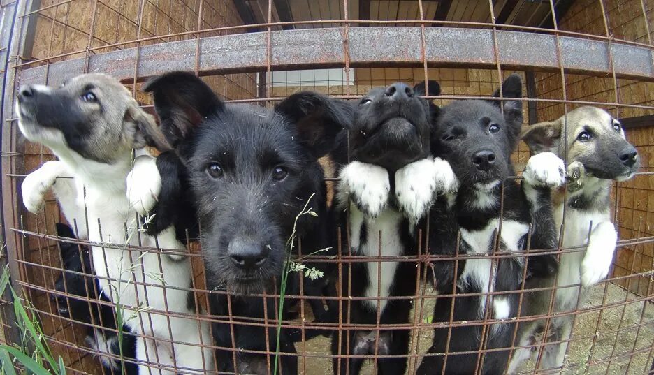 Приют хати самара. Приют для животных частный дом. Приют бездомных собак рязань. Приют для животных симферополь. Приют для собак.