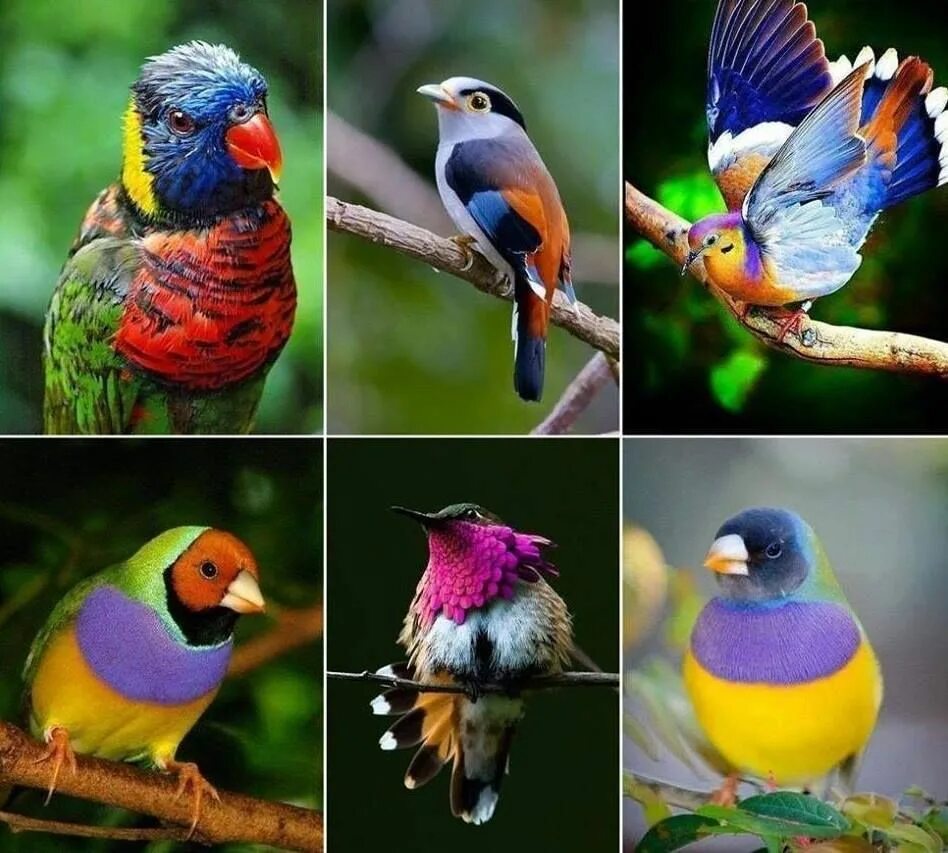 Включи bird. Разные виды птиц. Экзотические птицы коллаж. Яркие птицы коллаж. Красивые птицы коллаж.