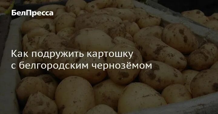 Курсовая работа картофель. Курсовая работа картофель