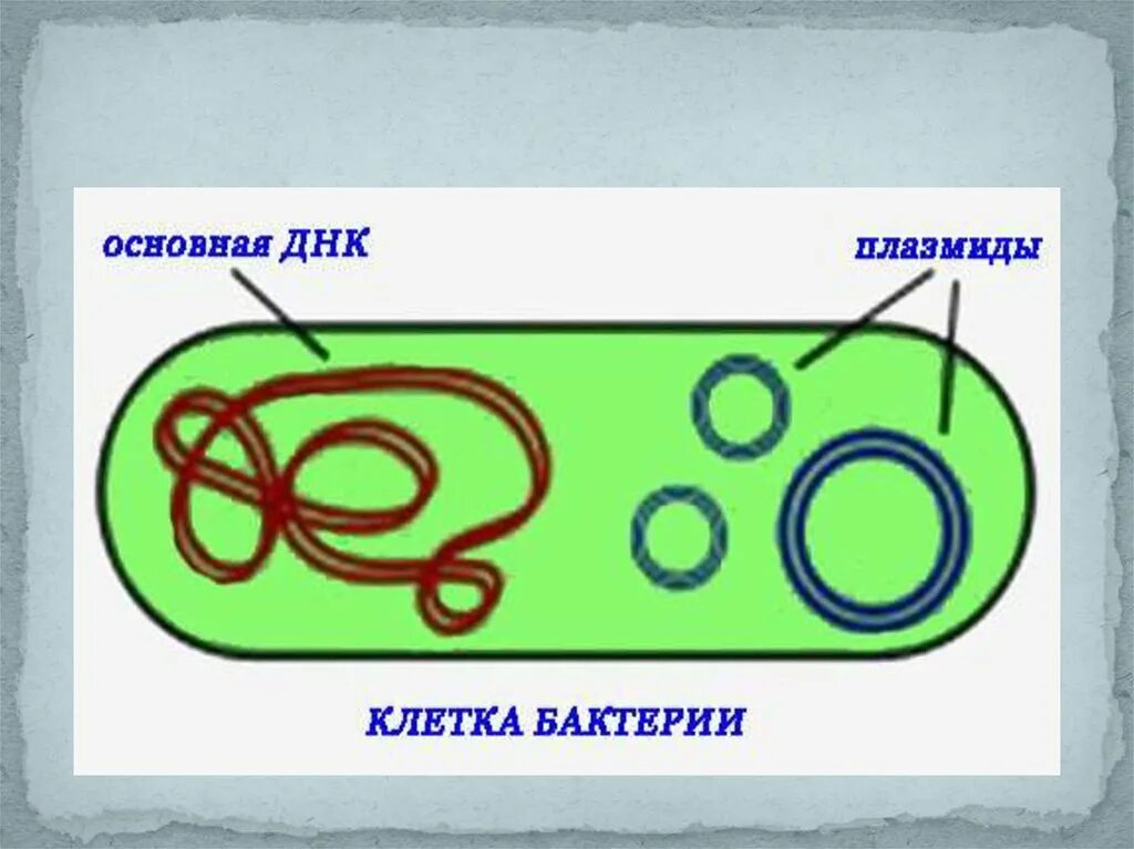 Кольцевая днк плазмиды. Плазмиды рисунок. Функции плазмид. Селекция плазмиды. Конъюгативные плазмиды.