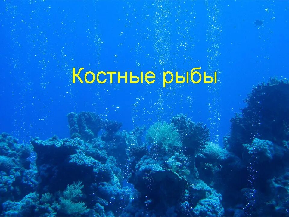 Поблагодарить море. Спасибо за внимание для презентации. Спасибо за внимание на фоне рыб. Спасибо за внимание подводный мир. Спасибо за внимание море.