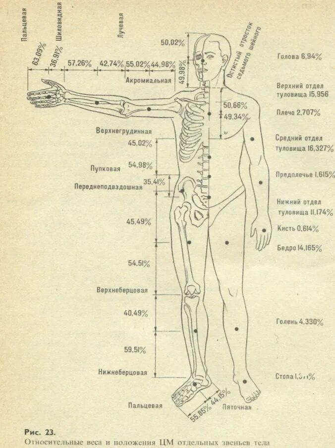 Как определить положение человека. Центр масс тела в биомеханике. Геометрия масс тела человека биомеханика. Положение центров масс отдельных звеньев тела. Определение веса сегментов тела человека.