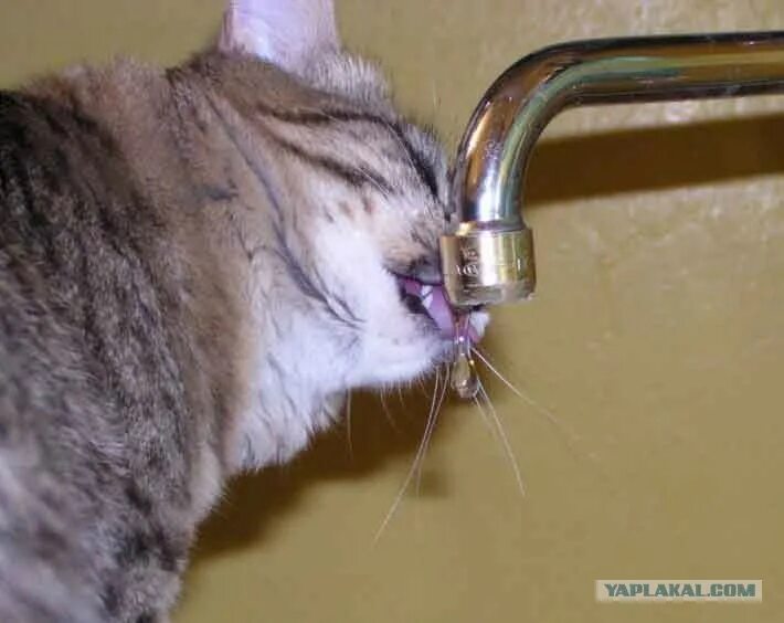 Peggy gou привет с большого бодуна. Адский бодун. привет с большого бодуна. бодун цветок. привет с большого бодуна прикольные.