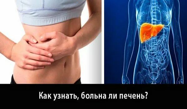 Печень находится у человека фото. Пооит печень.