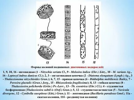 Таллом диатомовых водорослей