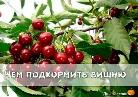 Чем удобрить вишню осенью