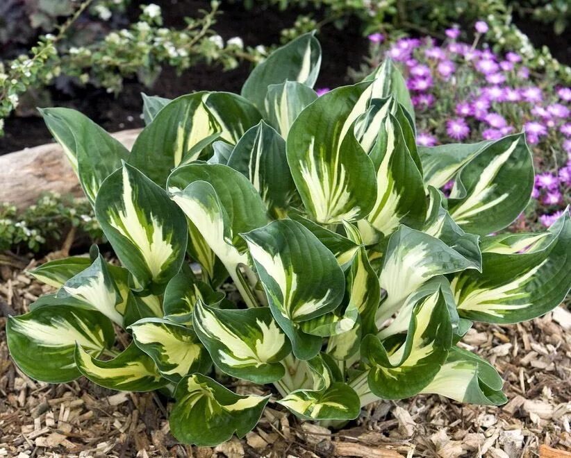 Высадка хосты. Хоста Clifford's Stingray. Хоста Hosta 'Clifford's Stingray'. Хоста Клиффорд Стингрей Hosta Clifford's Stingray. Хоста гибридная (Clifford's Stingray).