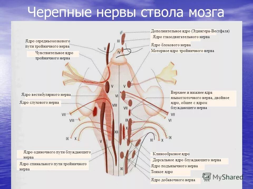 Ствол мозга черепные нервы. Ядра тройничного нерва ствола. Глазодвигательный нерв анатомия ядра. Ядра черепных нервов нервов продолговатого. Промежуточный мозг ядра черепных нервов.