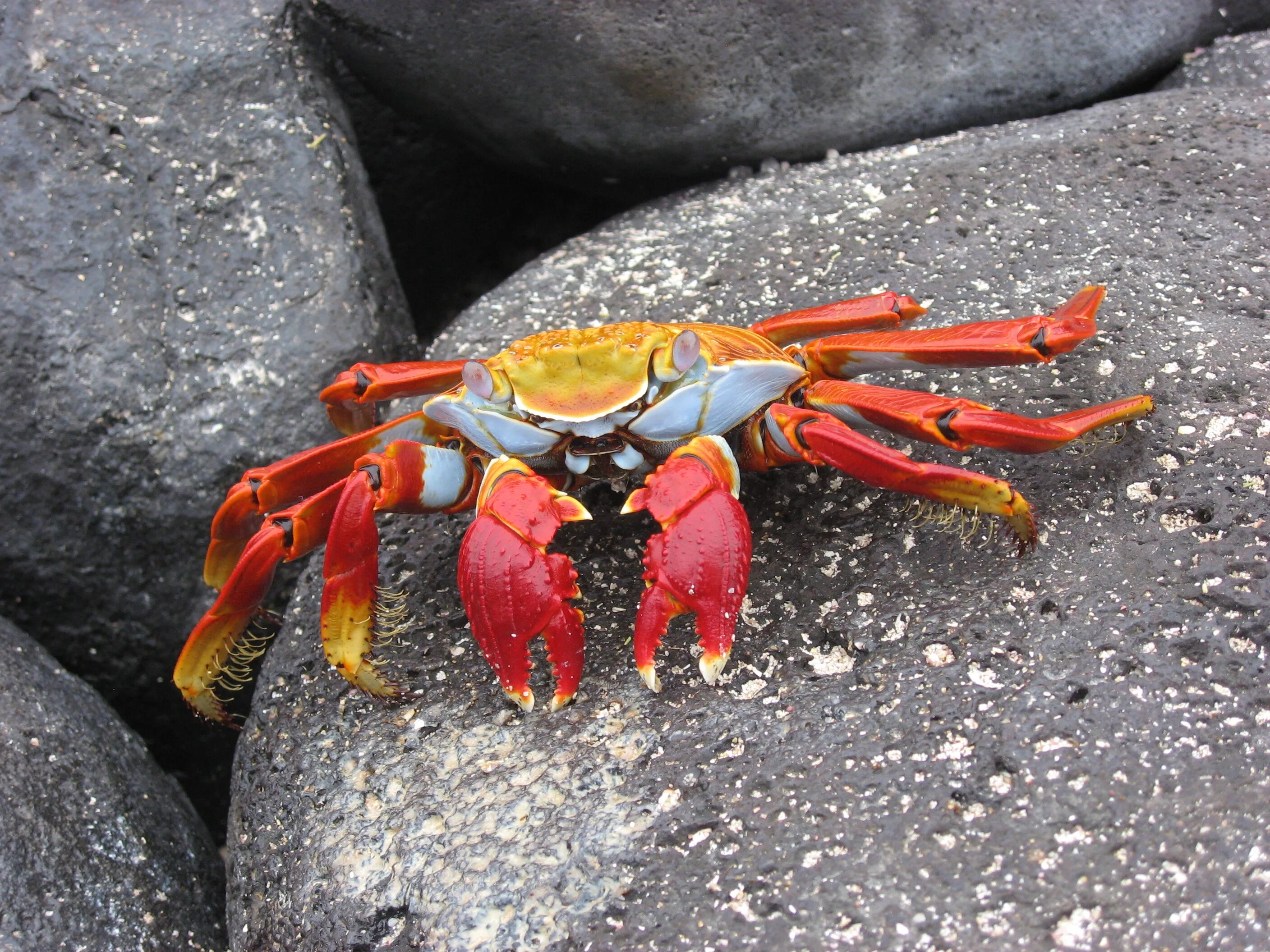 Составит крабах. Grapsus Grapsus краб. Амурский краб. Флоридский каменный краб. Десятиногие Крабы.