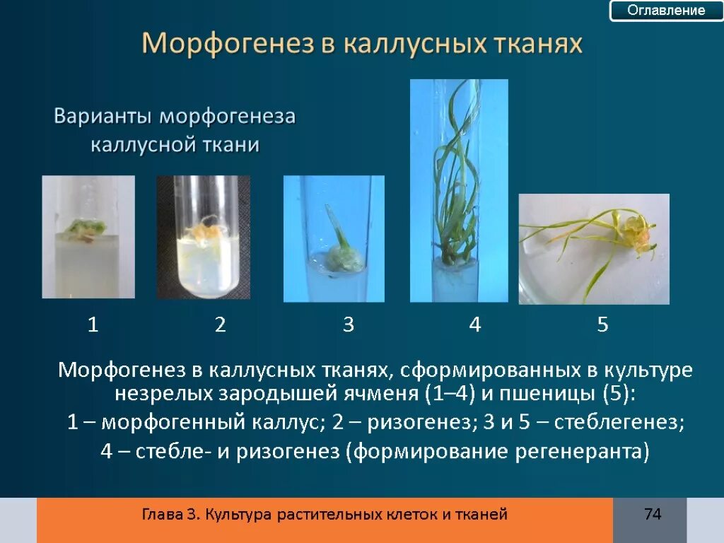 Метод культивирования клеток и тканей. Морфогенез каллусных тканей. культура тканей растений. культивирование каллусной ткани. культура каллусных клеток.