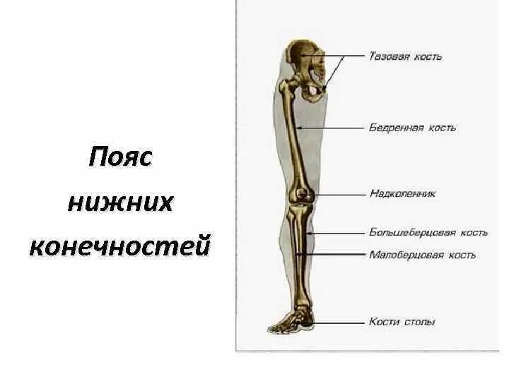 Самая крупная кость поясов конечностей. Кости нижних конечностей человека анатомия. Строение ноги бедро голень. Скелет пояса нижних конечностей человека. Бедро голень стопа анатомия.