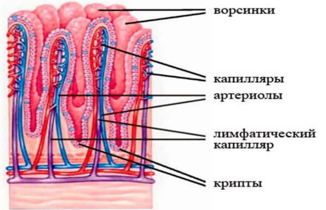 Эпителий ворсинки. Ворсинки тонкой кишки гистология. Однослойный однорядный цилиндрический бескаемчатый эпителий. Внутри микроворсинки эпителия проходит. Эпителий ворсинки.