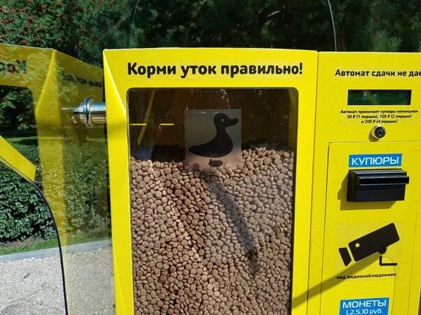 Какой кормят утка. Автоматы для корма птиц в парках. Вендинговый аппарат для корма птиц. Чем кормить уток. Аппарат вендинг для корма уток.