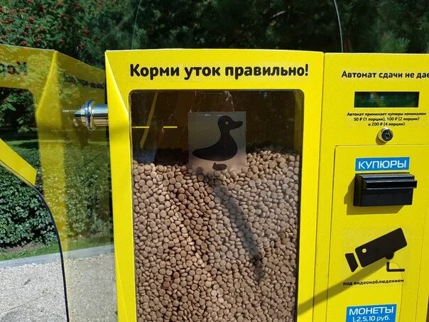 Почему уткам нельзя хлеб