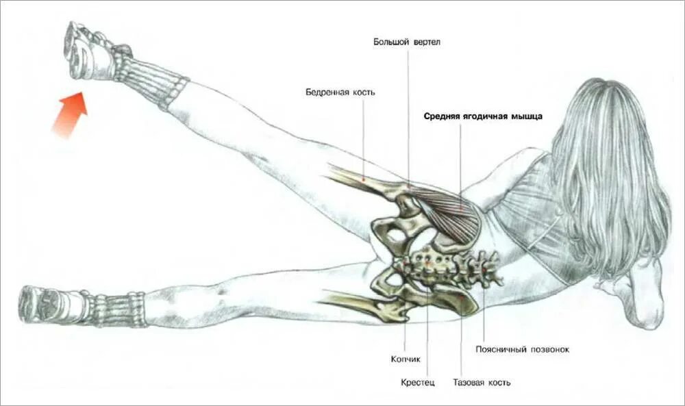 Боли в спине лежа на боку. Эффективные упражнения для средней ягодичной мышцы. Упражнения на средние ягодичные мышцы. Упражнения для качания средней ягодичной мышцы. Отведение бедра схема.